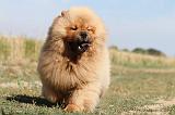 CHOW CHOW 044